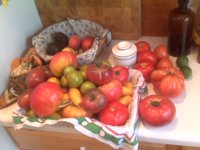 maters